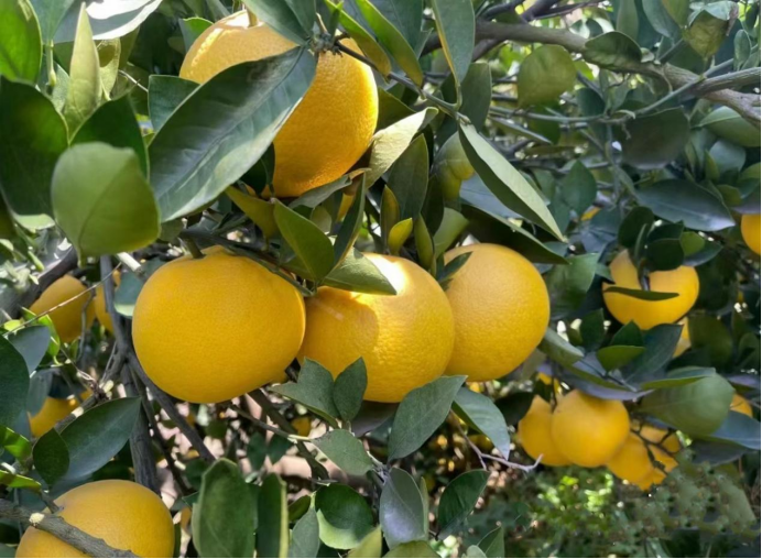 柚Citrus maxima (Burm.) Merr.