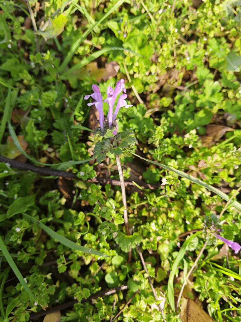 宝盖草Lamium amplexicaule L