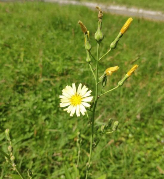 小苦荬Ixeridium dentatum (Thunb.) Tzvelev