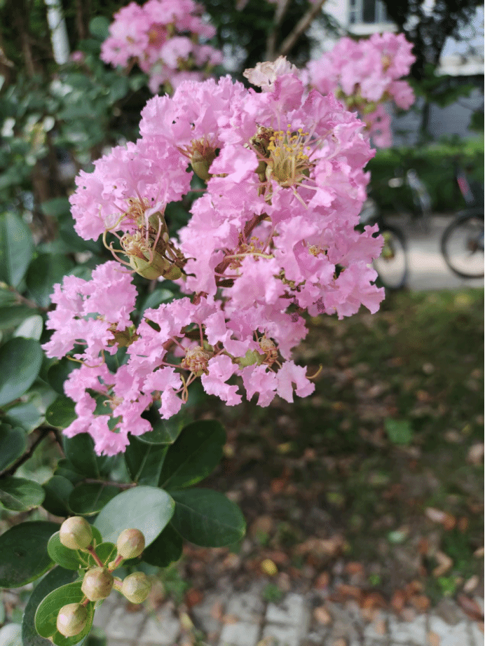 紫薇Lagerstroemia indica L.