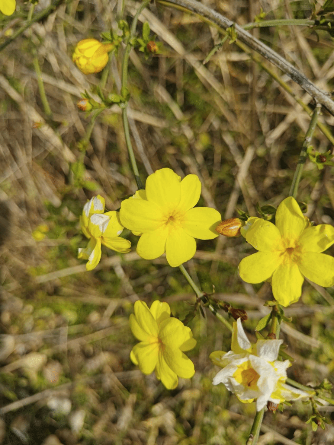 野迎春Jasminum mesnyi Hance