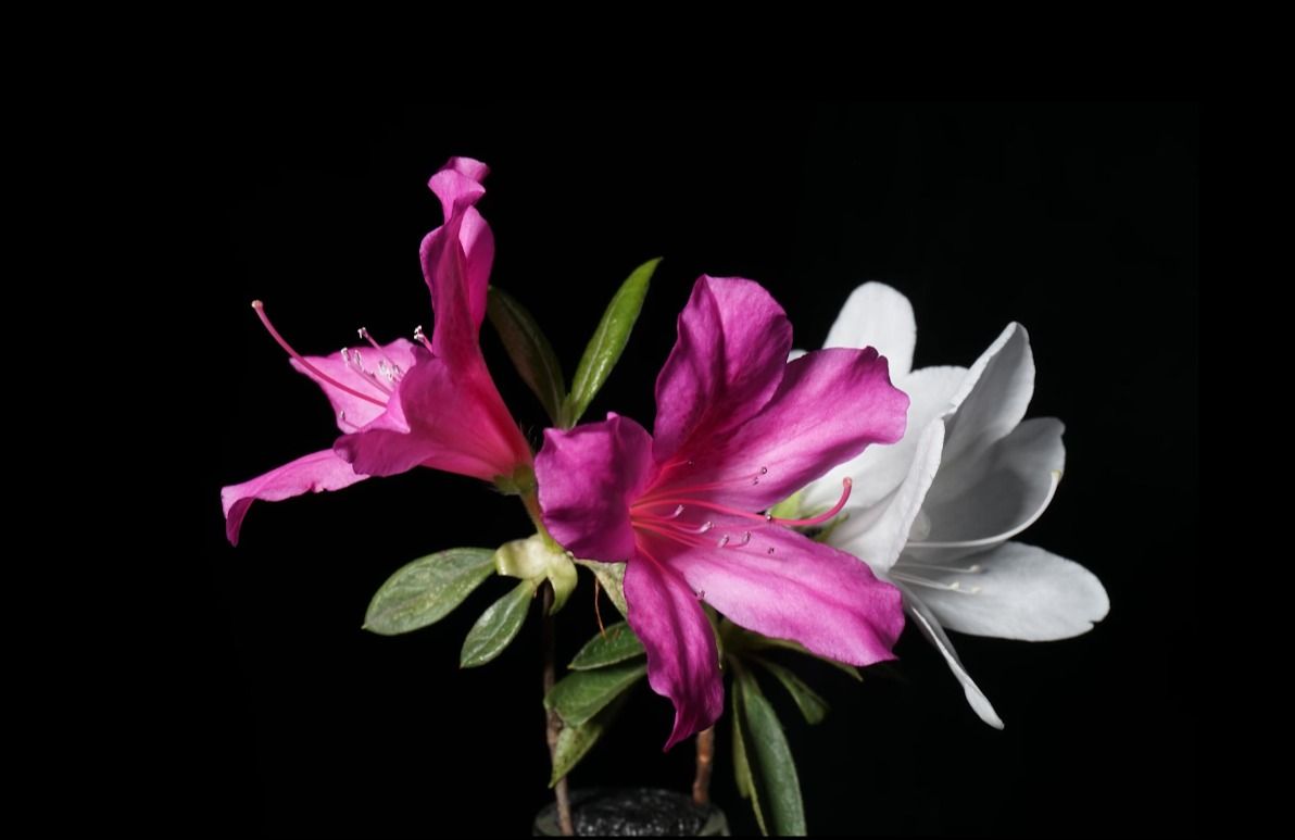 杜鹃Rhododendron simsii Planch.