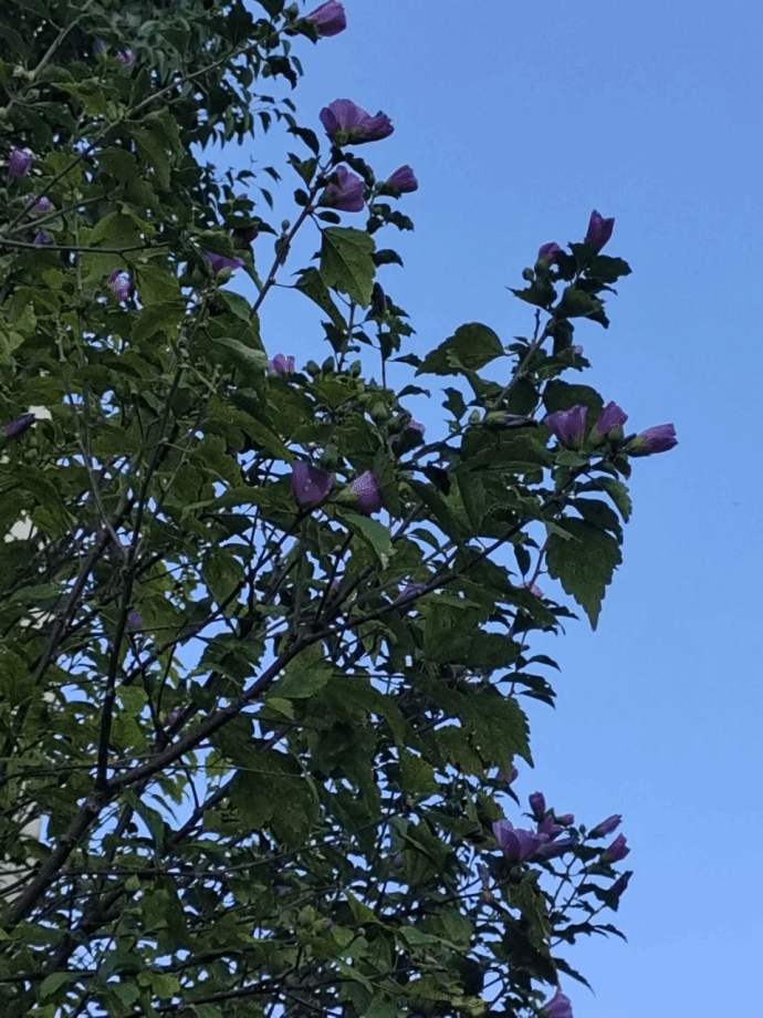 木槿Hibiscus syriacus L.