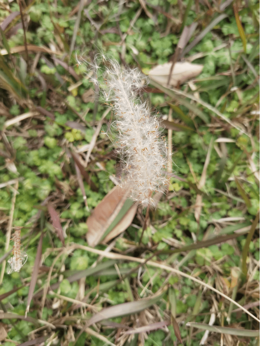 白茅Imperata cylindrica (L.) P. Beauv.