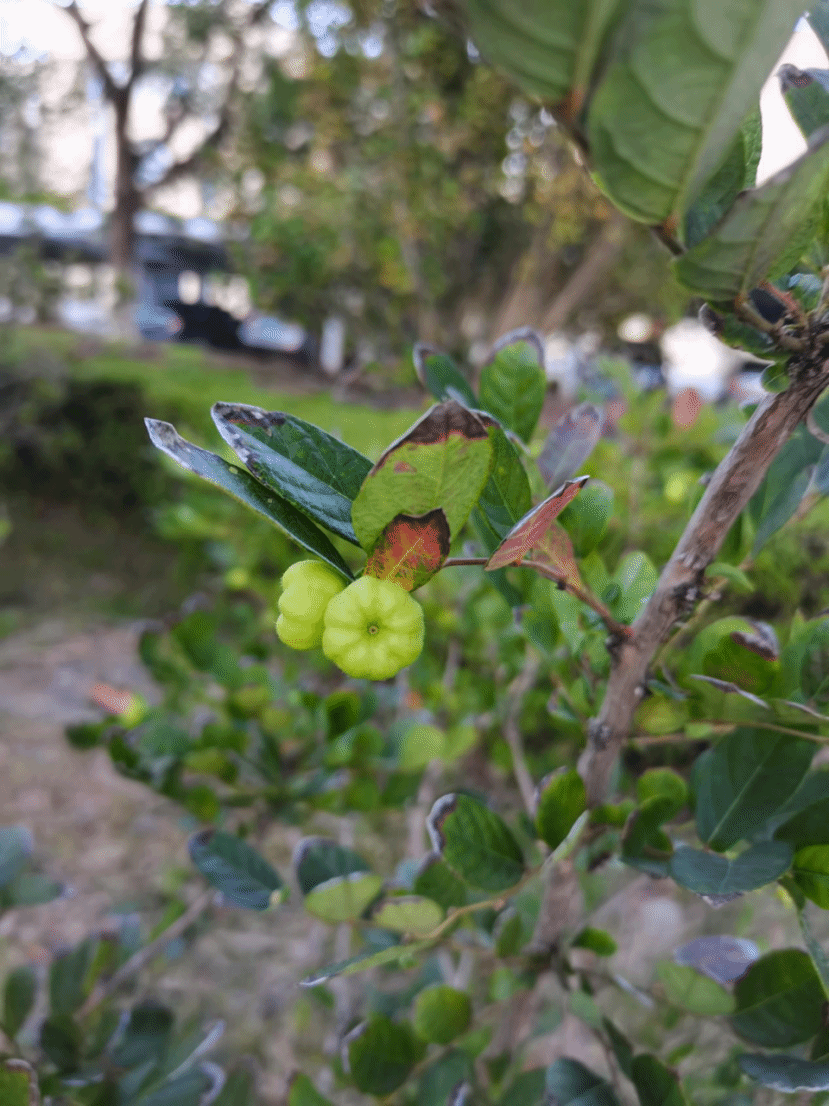 算盘子Glochidion puberum (L.) Hutch.