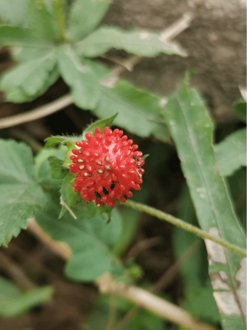 蛇莓Duchesnea indica (Andrews) Focke in Engler & Prantl