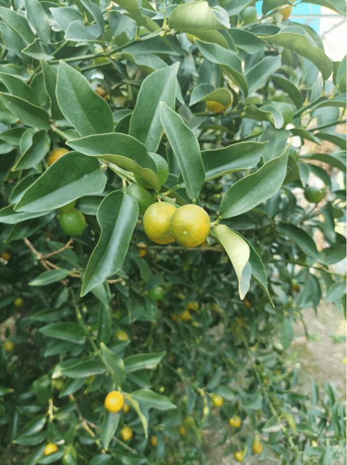 柑橘Citrus reticulata Blanco