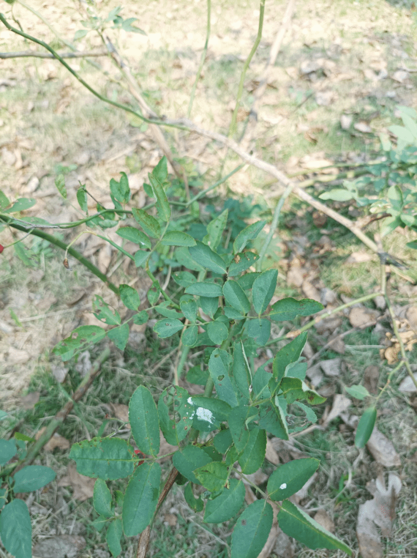 狗牙根Cynodon dactylon (L.) Persoon