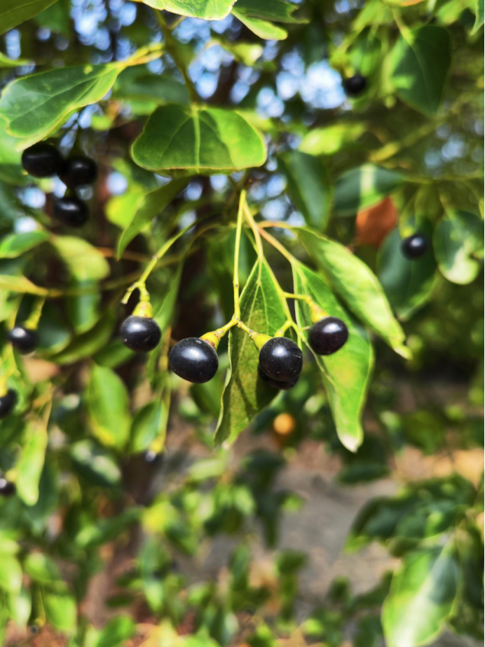 樟Camphora officinarum Nees