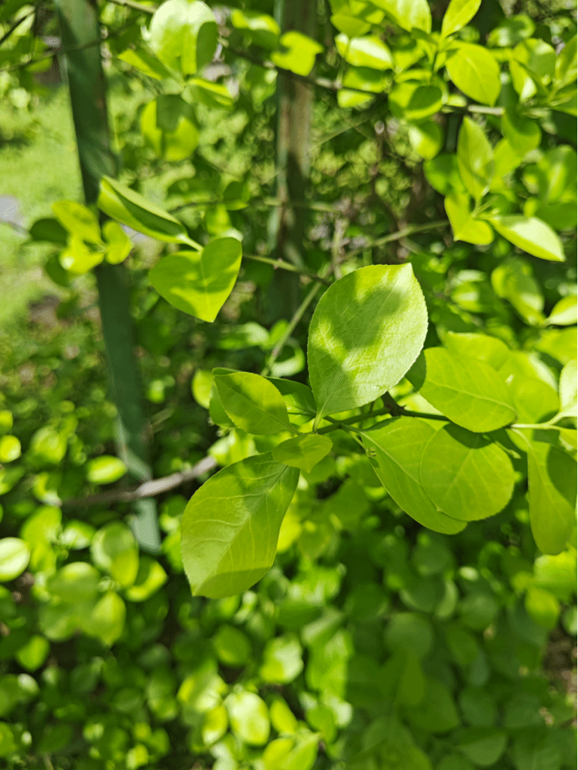 扶芳藤Euonymus fortunei (Turcz.) Hand.-Mazz.
