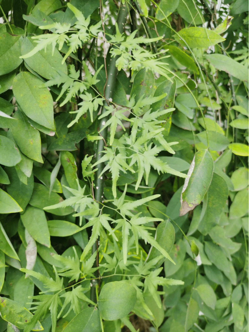 海金沙Lygodium japonicum (Thunb.) Sw.