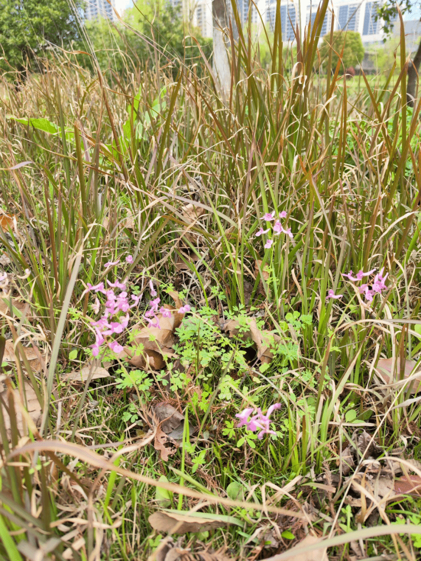 夏天无Corydalis decumbens (Thunb.) Pers.