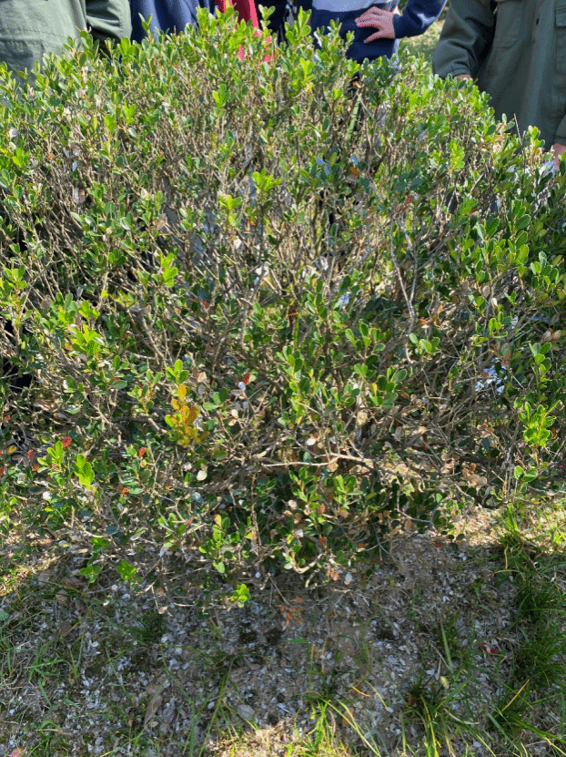 黄杨Buxus sinica (Rehder & E. H. Wilson) M. Cheng
