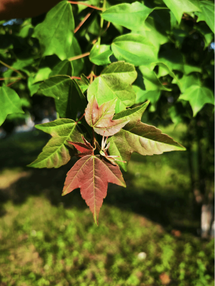 三角槭Acer buergerianum Miq.