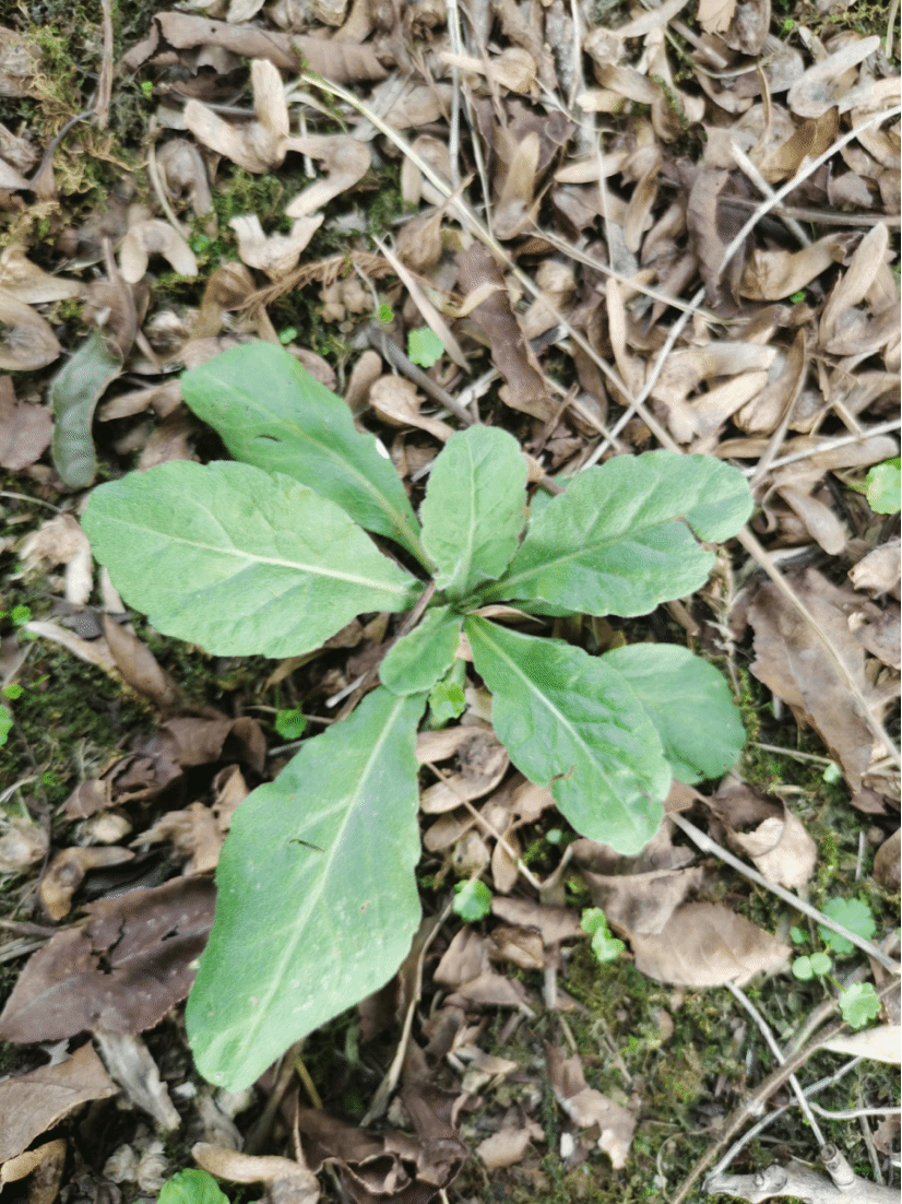 白子菜Gynura divaricata (L.) DC