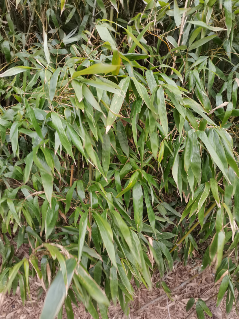 刚竹Phyllostachys sulphurea var. viridis R. A. Young