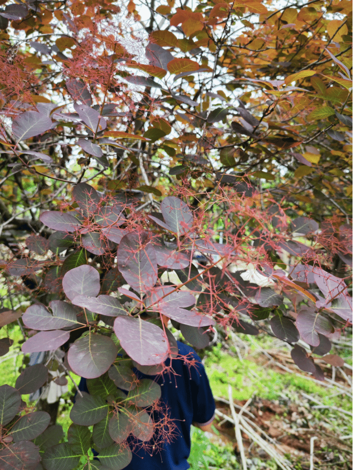 黄栌Cotinus coggygria var. cinereus Engl.