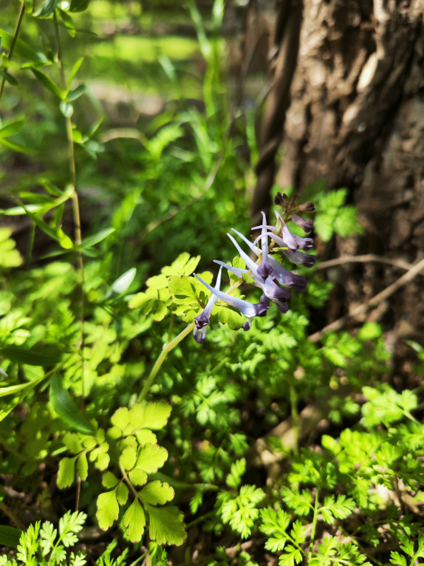 紫堇Corydalis edulis Maxim.