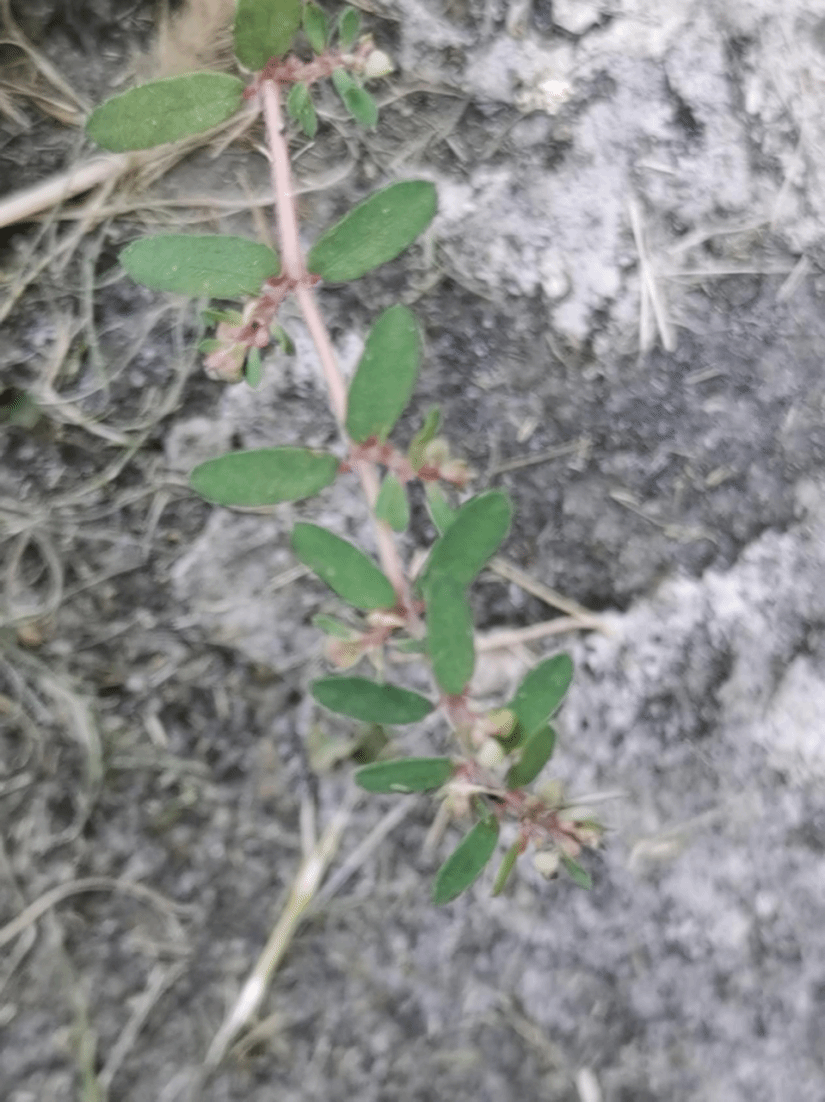 千根草Euphorbia thymifolia L.