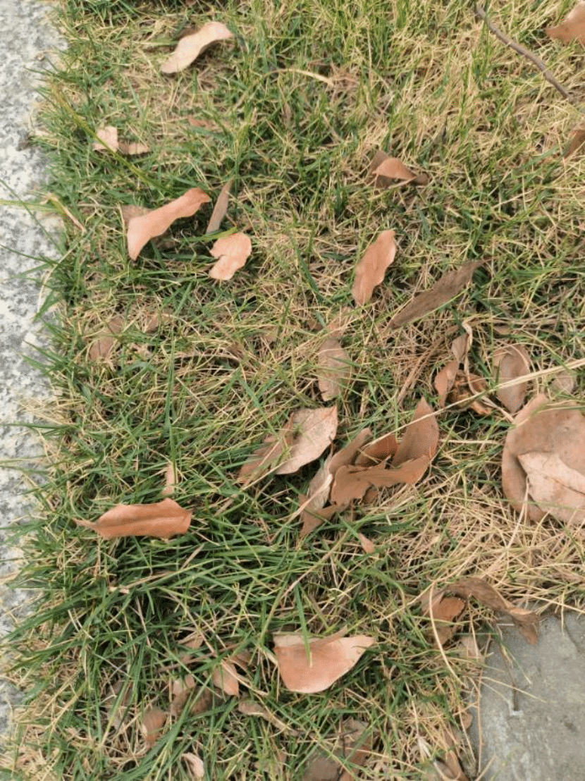 地毯草Axonopus compressus (Sw.) P. Beauv.