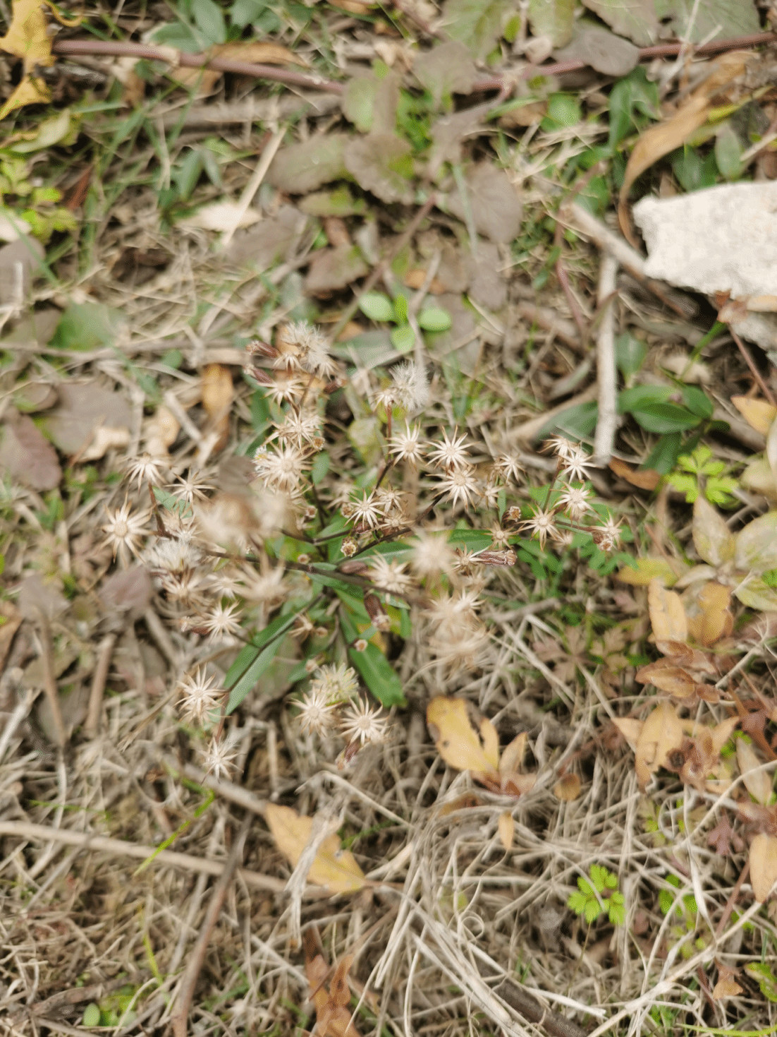 狭果鹤虱Lappula semiglabra (Ledeb.) Gürke in Engler & Prantl