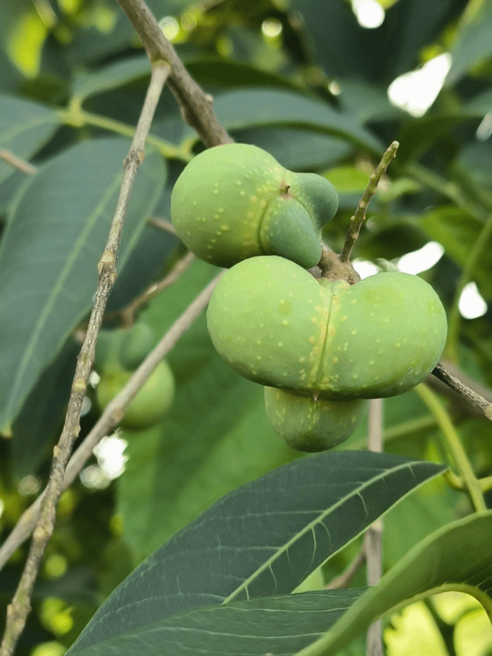 无患子Sapindus saponaria L.