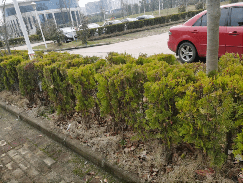 侧柏Platycladus orientalis (L.) Franco