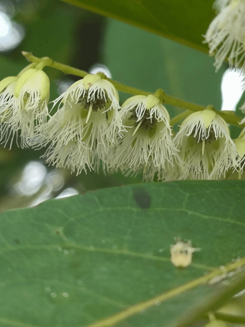 杜英Elaeocarpus decipiens Hemsl.