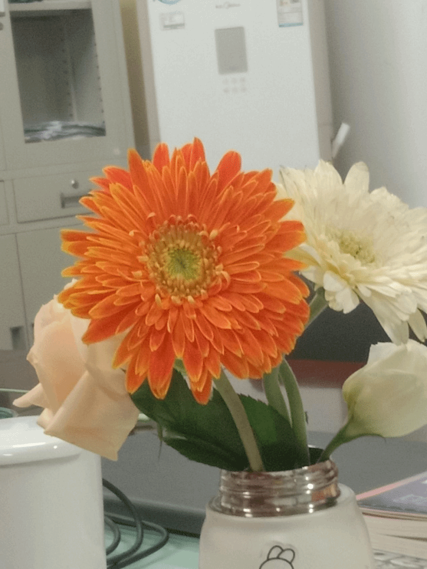 非洲菊Gerbera jamesonii Bolus