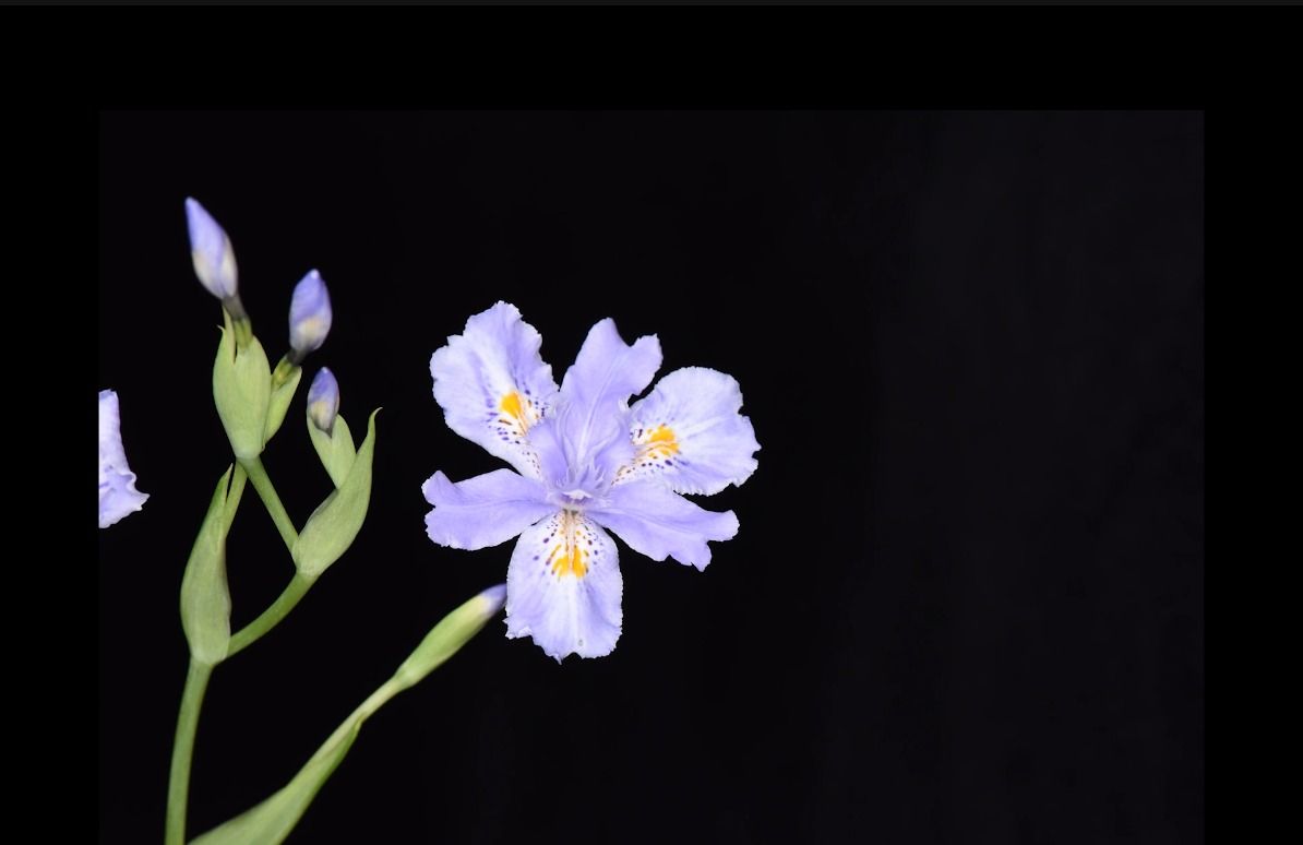 鸢尾Iris tectorum Maxim.