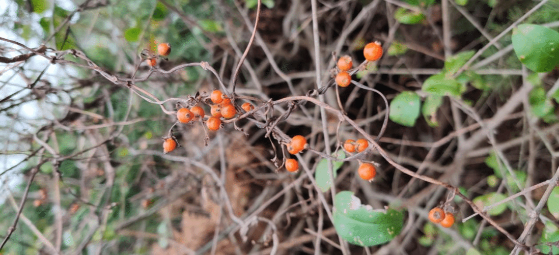 鸡屎藤Paederia foetida L.