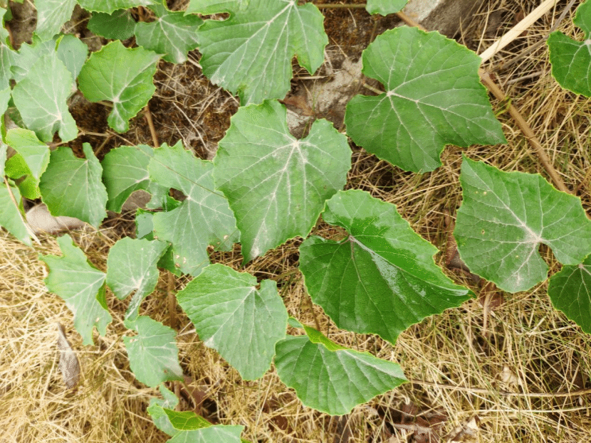 葡萄Vitis vinifera L.