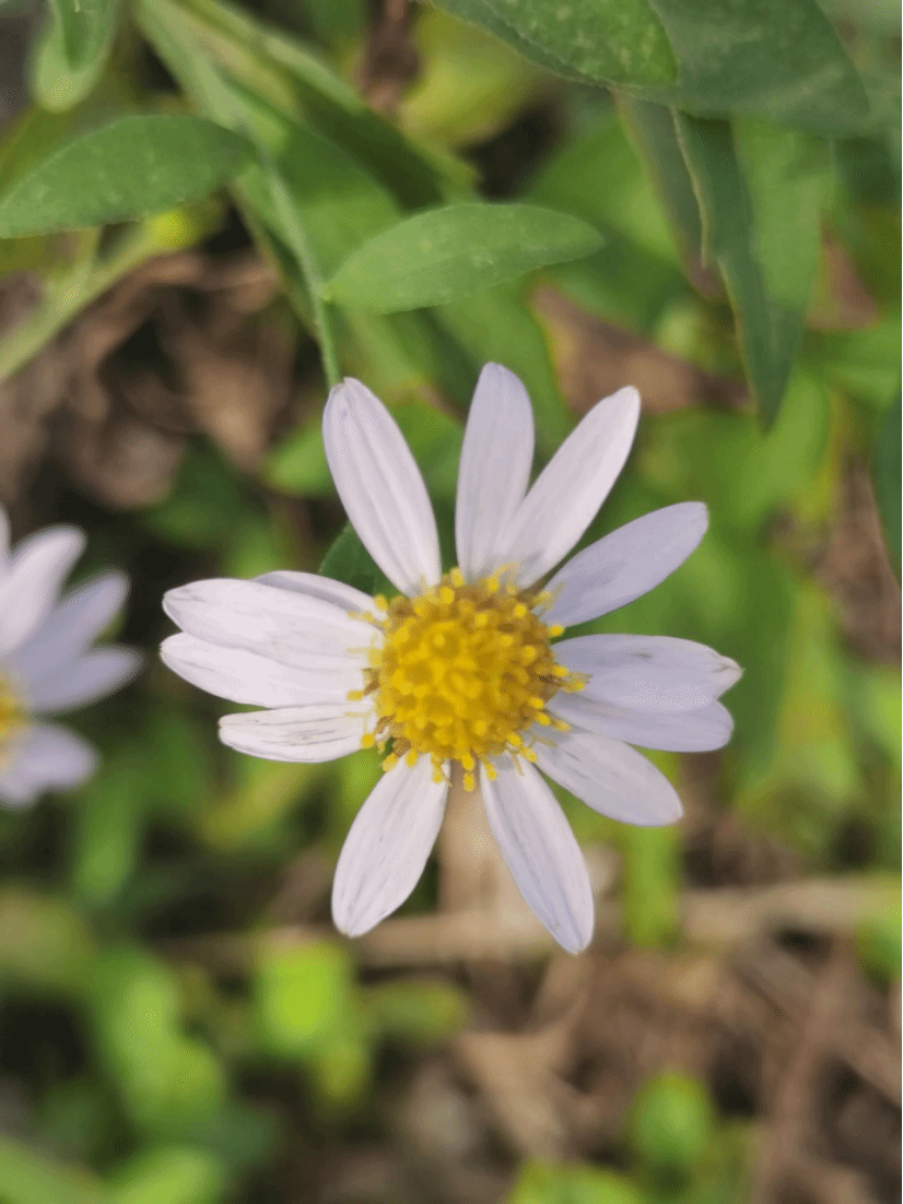 马兰Aster indicus L.