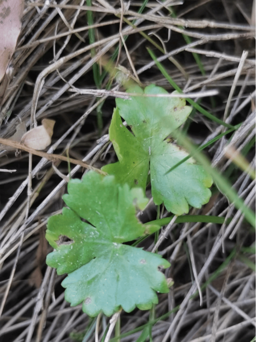 破铜钱Hydrocotyle sibthorpioides var. batrachium (Hance) Hand.-Mazz. ex R. H. Shan