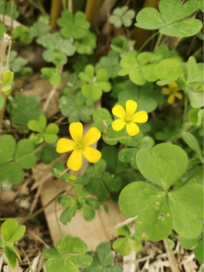 酢浆草Oxalis corniculata L.