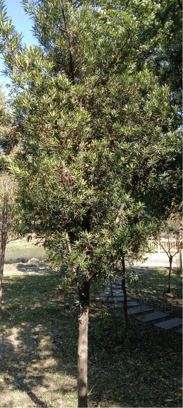 罗汉松Podocarpus macrophyllus (Thunb.) Sweet