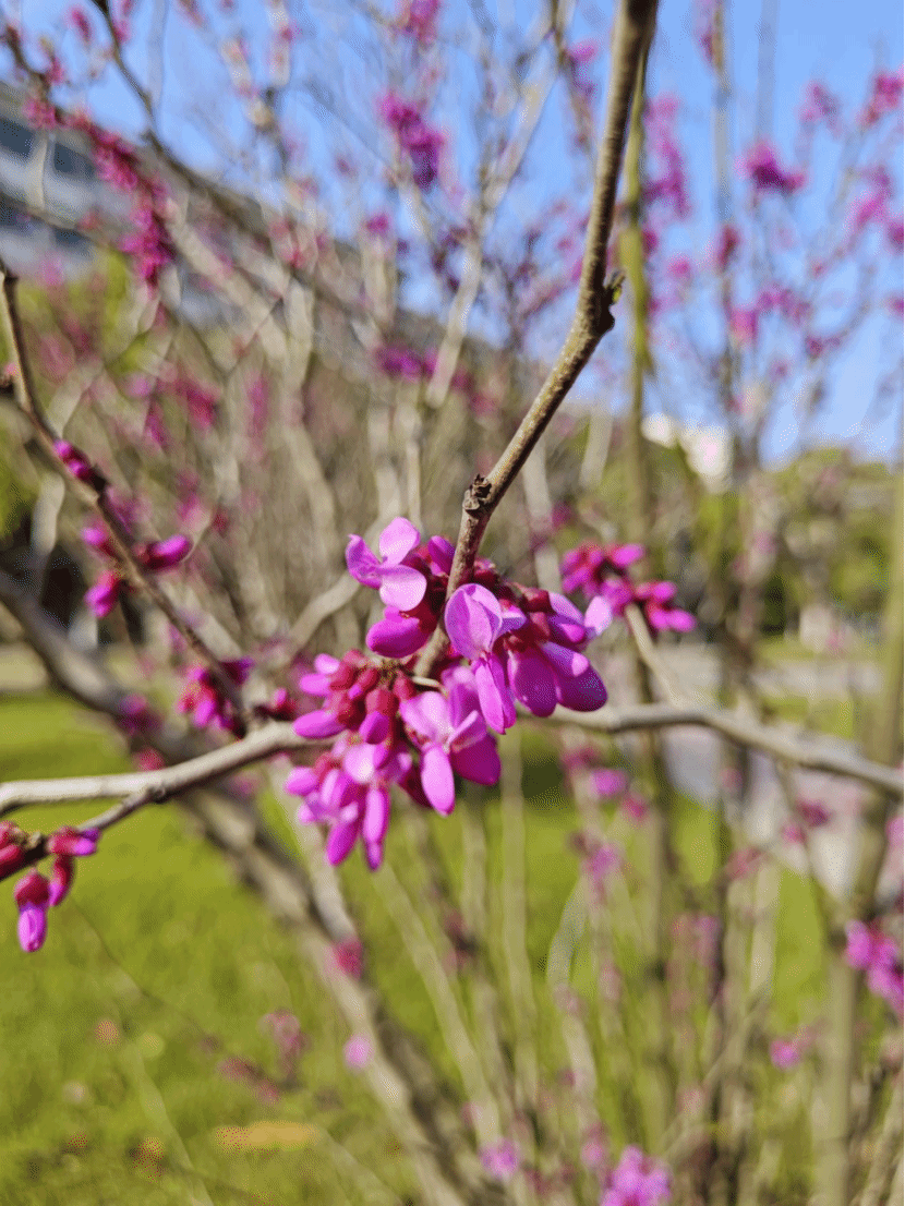 紫荆Cercis chinensis Bunge