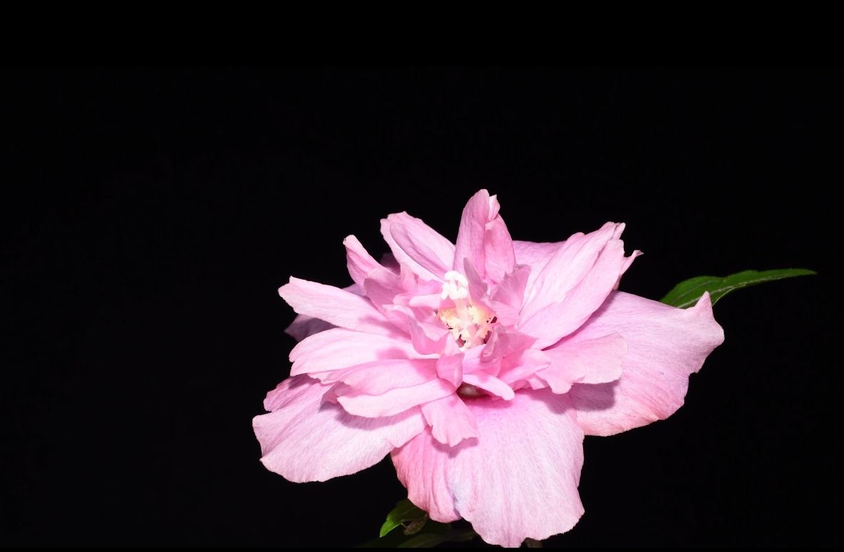 木芙蓉Hibiscus mutabilis L.