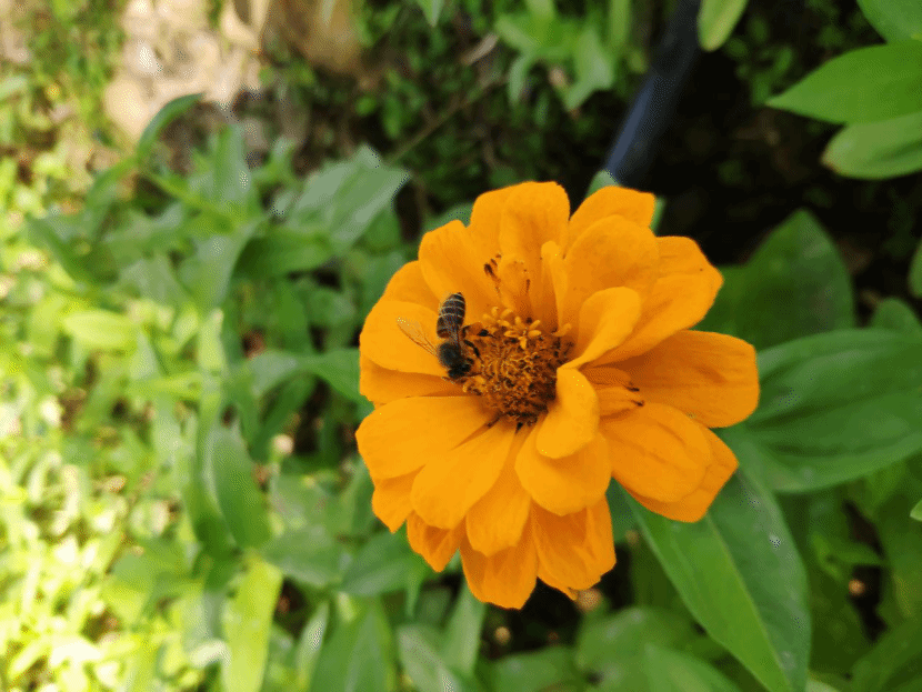 百日菊Zinnia elegans Jacq