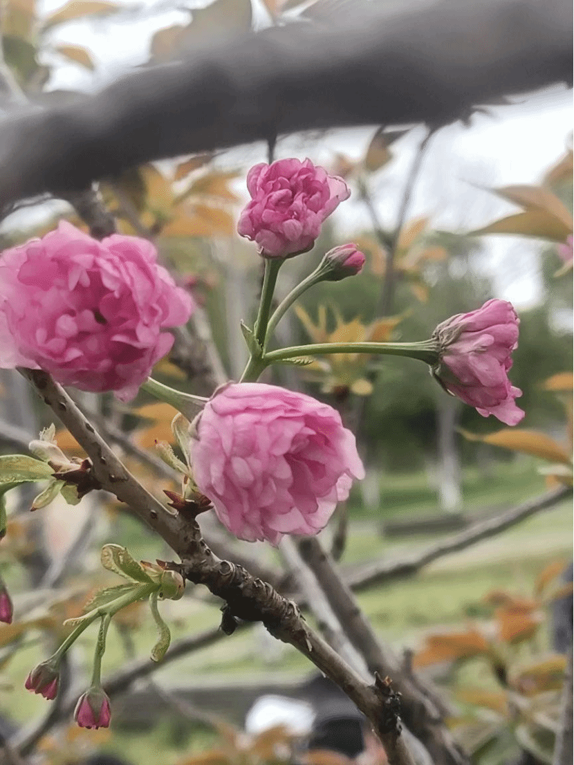 日本晚樱Prunus serrulata var. lannesiana (Carrière) Makino