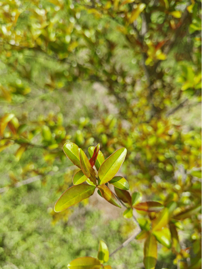 石榴Punica granatum L.