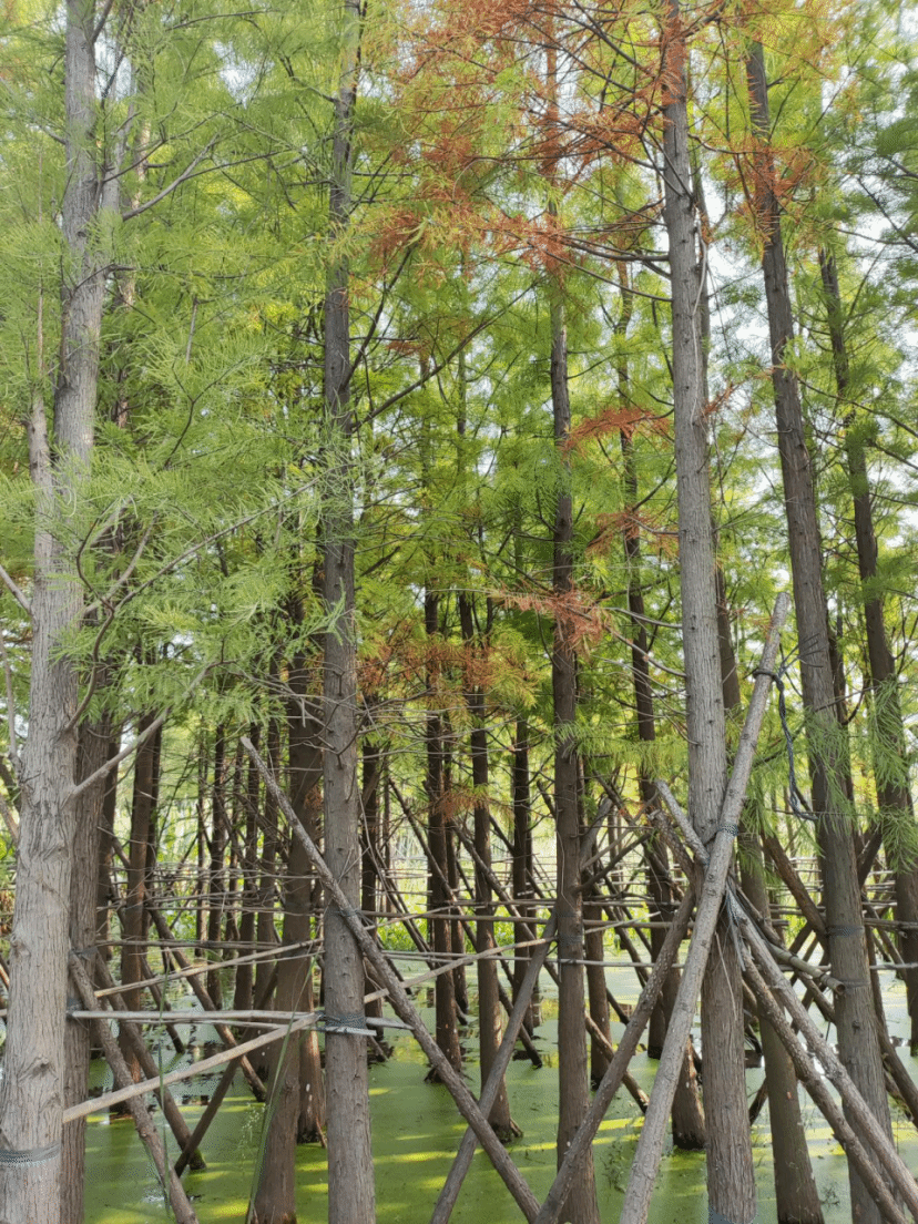 落叶松Larix gmelinii (Rupr.) Kuzen