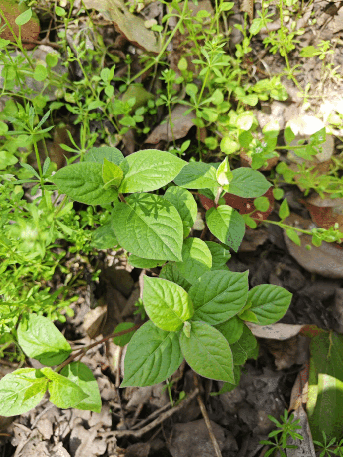 土牛膝Achyranthes aspera L.