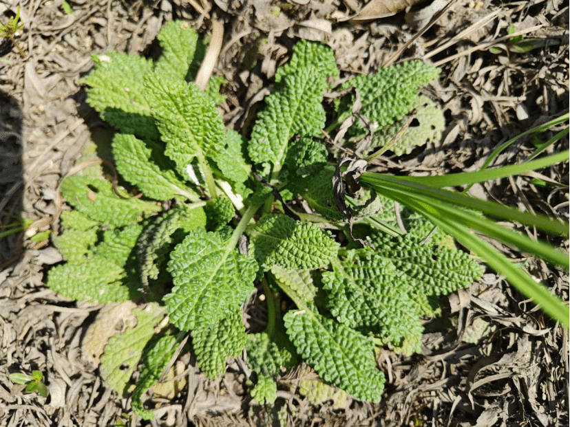 荔枝草Salvia plebeia R. Br