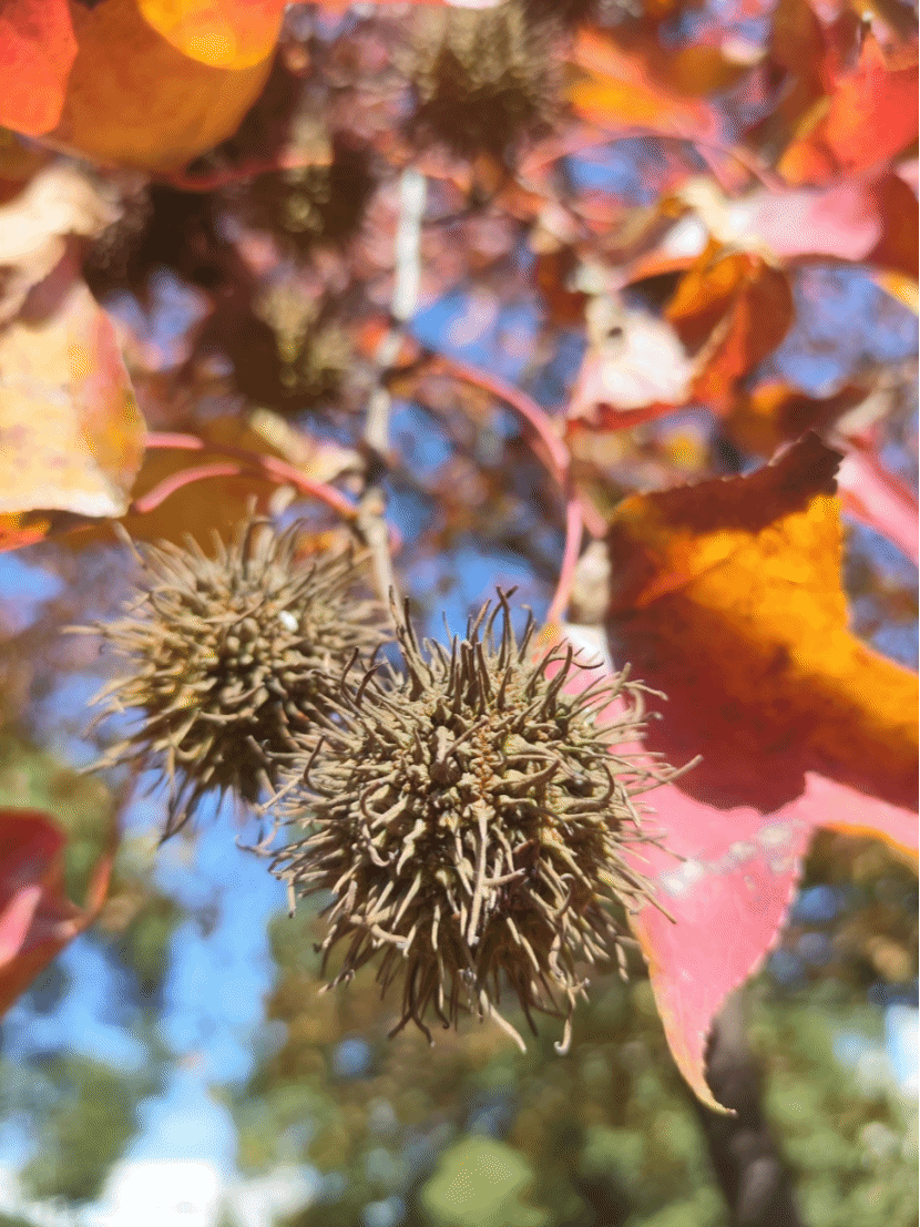 枫香树Liquidambar formosana Hance