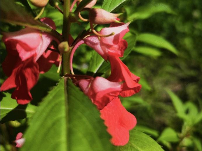 凤仙花Impatiens balsamina L.