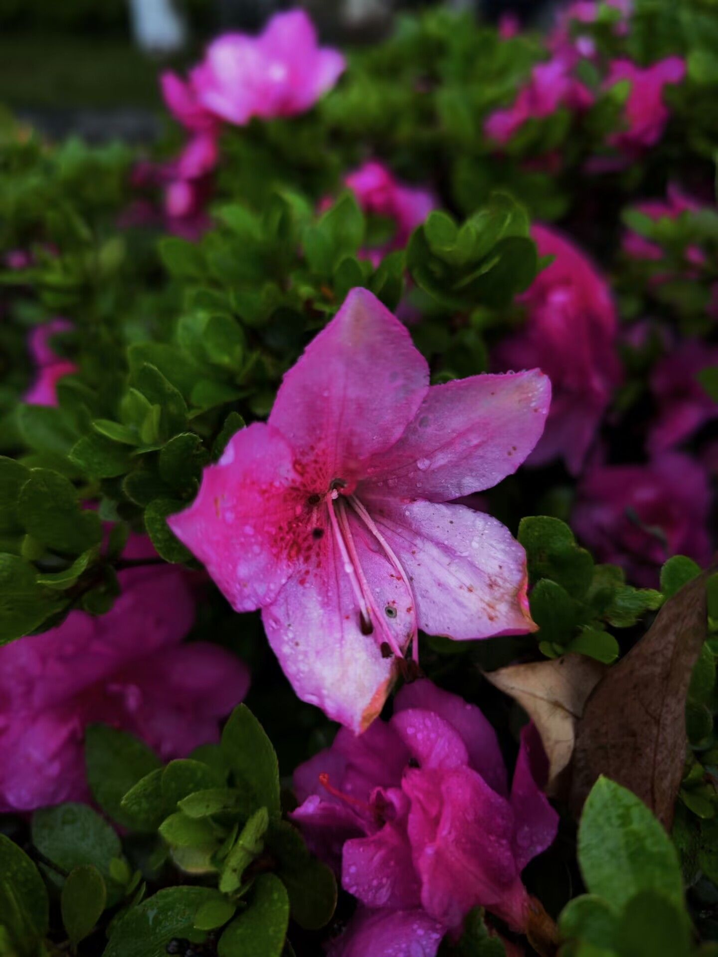 杜鹃Rhododendron simsii Planch.