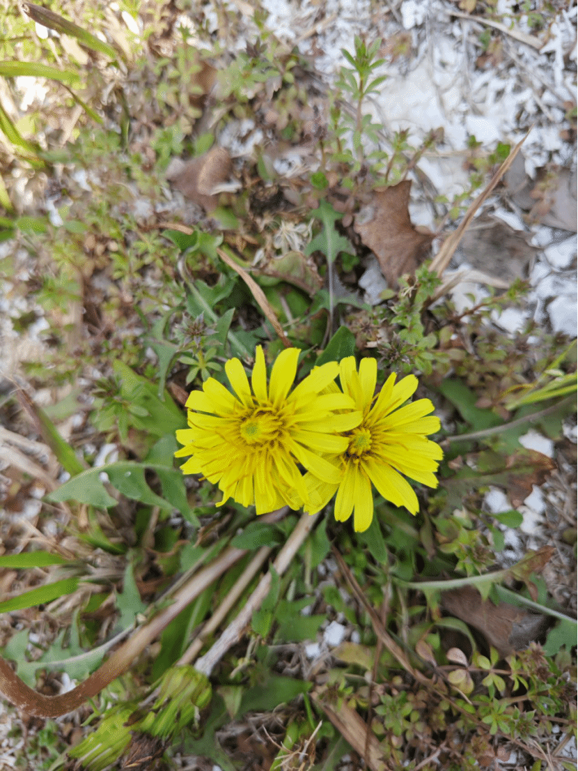蒲公英Taraxacum mongolicum Hand.-Mazz