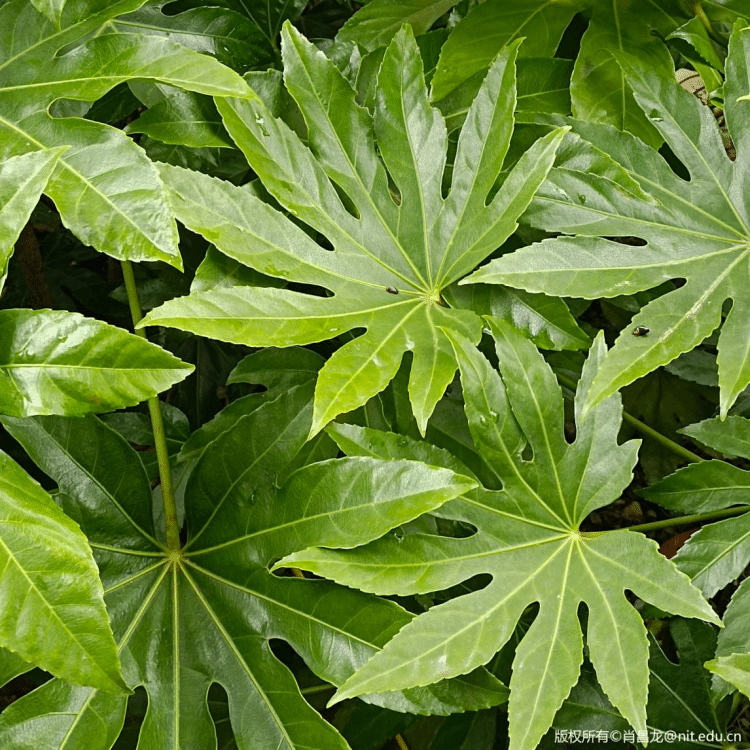 八角金盘Fatsia japonica (Thunb.) Decne. & Planch