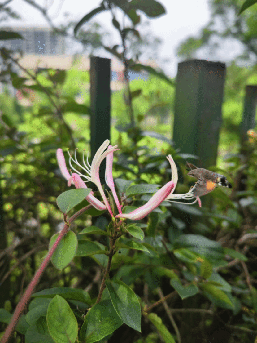 红白忍冬Lonicerajaponicavar. chinensis (P. Watson) Baker